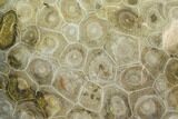 Polished Fossil Coral (Actinocyathus) - Morocco #100727-1